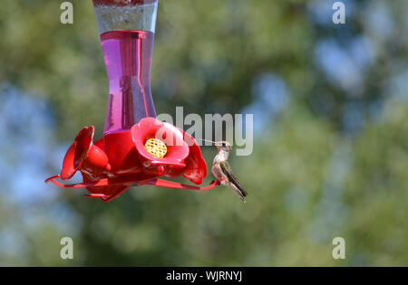 Ein Ruby Kehle hummingbird nach der Landung auf eine Zuführung in Montreal, Quebec, Kanada. Kolibris sind sehr häufig in der Region. Stockfoto