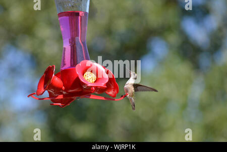 Ein Rubin-Kehle hummingbird über einen Drink von einem kolibrizufuhr in Montreal, Quebec, Kanada. Kolibris sind sehr häufig in der Region. Stockfoto