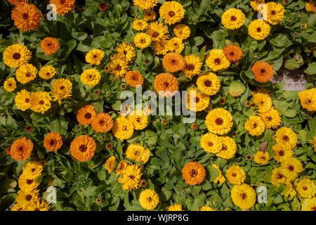 In der Nähe von Deutsch marigold Flower. Gelb und Orange Farben im Garten gefilmt. Stockfoto
