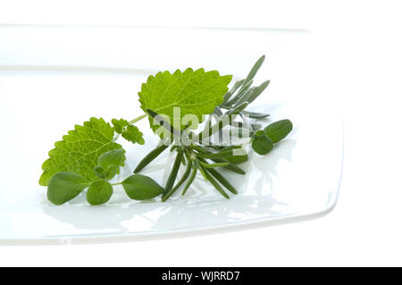 Frische Kräuter Rosmarin und Zitronenmelisse. Stockfoto