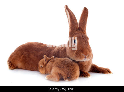 junge Kaninchen und Erwachsenen Fauve de Bourgogne vor weißem Hintergrund Stockfoto