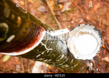 Latex wird aus einer Gewindebohrung Gummibaum in Vietnam gesammelt Stockfoto