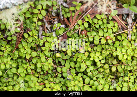 Schleichende Snowberry (Gaultheria hispidula), Acadia National Park, Isle Au Haut, Maine, USA. Stockfoto