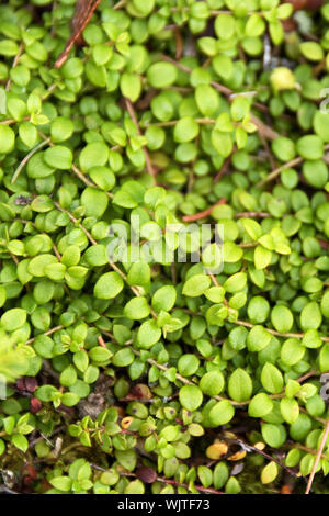 Schleichende Snowberry (Gaultheria hispidula), Acadia National Park, Isle Au Haut, Maine, USA. Stockfoto