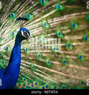 Prächtige Pfau mit Federn heraus (Pavo Cristatus) (shallow DOF; Farbe getönt) Stockfoto