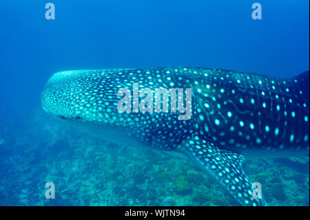 Der Walhai (Firma IPCON typus) Schwimmen in kristallklarem blauen Wasser auf den Malediven Stockfoto