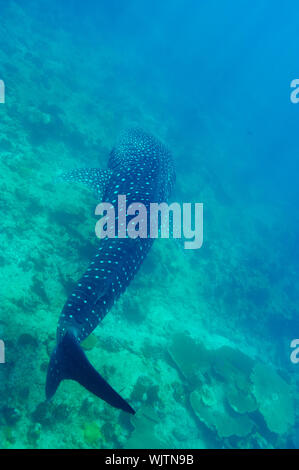 Der Walhai (Firma IPCON typus) Schwimmen in kristallklarem blauen Wasser auf den Malediven Stockfoto