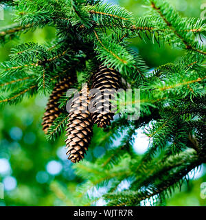 Kiefernzapfen hängen von den Ästen eines immergrünen Baum Stockfoto