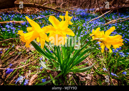 Gelbe Feder Narzissen und blaue Blumen Glory-of-the-snow blühen in Hülle und Fülle auf Waldboden. Ontario, Kanada. Stockfoto