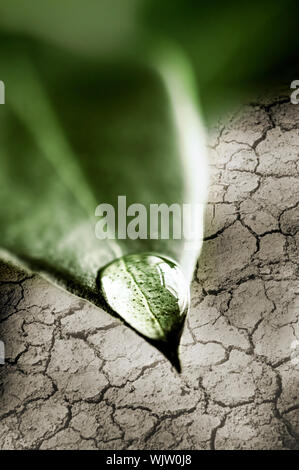 Frisches Wasser fallen an Spitze der grünen Blatt über trockene rissige Erde Stockfoto