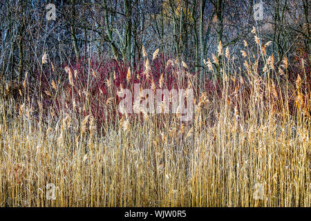 Winter-Schilf und Wald am Scarborough Bluffs in Toronto, Kanada. Stockfoto