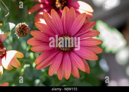 Barberton daisy Nähe zu schießen. Unscharfer Hintergrund. Stockfoto