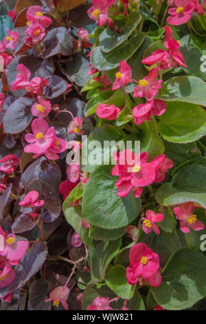 Close up Schießen von Wachs Begonia Anlage. Es gibt rosa Blumen und grünen Verzierungen an der Wand hängen. Stockfoto