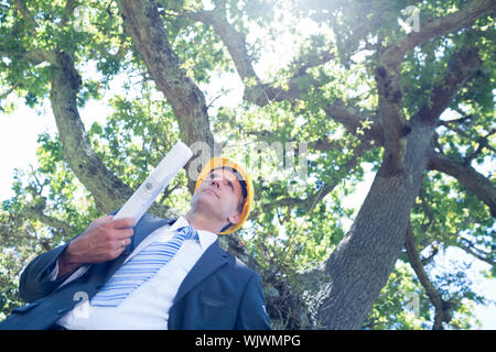 Low Angle View der männlichen Architekten holding Blueprint gegen Baum Stockfoto