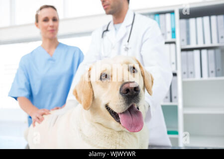 Hund mit Tierärzten in der Klinik Stockfoto