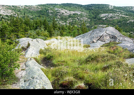 Alpine mit Cotton-Grass in der Blüte auf dem South Ridge Trail von Cadillac Mountain, Acadia National Park, Maine, USA Moor. Stockfoto