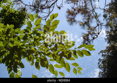 Nahaufnahme der Blätter der amerikanischen Buche. Nadelholz Zweige im Hintergrund. Stockfoto