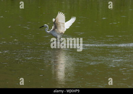 Seidenreiher, die versuchen, auf dem Schlammigen grünes Wasser zu Land Stockfoto