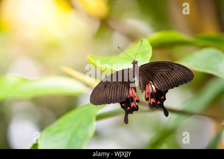 Ein Bild von einem Schmetterling - Parides Photinus Stockfoto