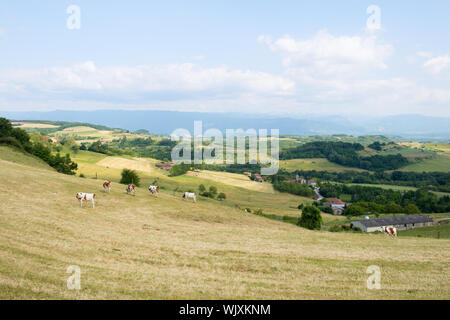 Französische Landschaft mit Hügeln und Kühe Stockfoto