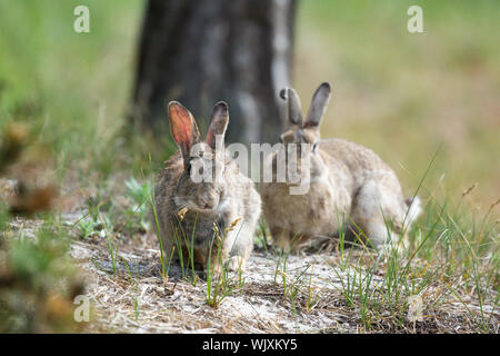 Gemeinsame Europäische Kaninchen in Sanddünen Stockfoto