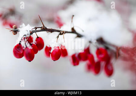 Verschneite rote Berberitze Beeren Closeup im winter Stockfoto