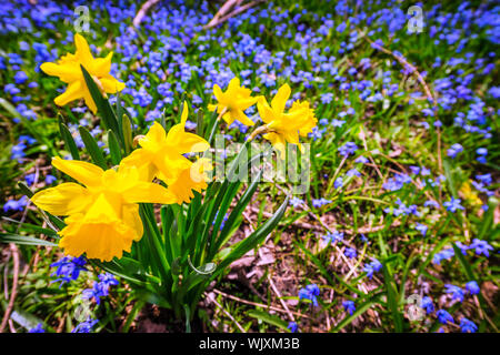 Gelbe Feder Narzissen und blaue Blumen Glory-of-the-snow blühen in Hülle und Fülle auf Waldboden. Ontario, Kanada. Stockfoto