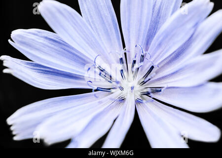 Makro Nahaufnahme auf blauen Chicorée Blume mit schwarzem Hintergrund Stockfoto