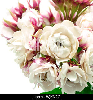 Blossom white flower, Herrlichkeit Bower (Clerodendrum chinense), auf einem weißen Hintergrund isoliert Stockfoto