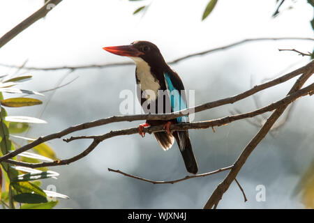 Die White-throated Kingfisher (Halcyon smyrnensis), auch bekannt als die White-breasted Kingfisher oder Smyrna Kingfisher Stockfoto