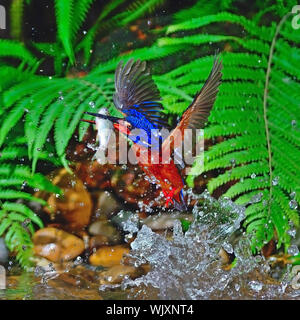 Gut gemacht, den Fang von Fischen, männlich Blue-eared Kingfisher (Alcedo meninting), in Aktion Stockfoto