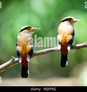 Eltern von Silber-breasted Broadbill (Serilophus lunatus), männlich und weiblich in der Fütterung Saison zurück Profil, mit dem grünen Hintergrund Stockfoto