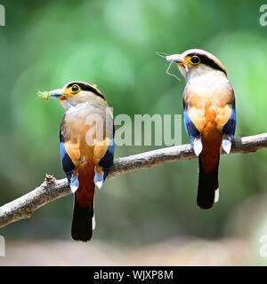 Bunte Eltern von Silber-breasted Broadbill (Serilophus lunatus), Male (auf der rechten Seite) und weiblich (auf der linken Seite), in der Fütterung Saison zurück Stockfoto