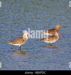 Schönen östlichen Uferschnepfe (Limosa melanuroides), in Thailand aufgenommen Stockfoto