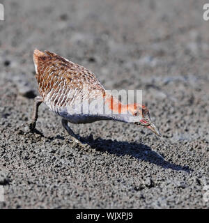 Schöne Slaty-breasted Rail Vogel (Gallicolumba striatus striatus) possing auf Sumpfgebiet Stockfoto