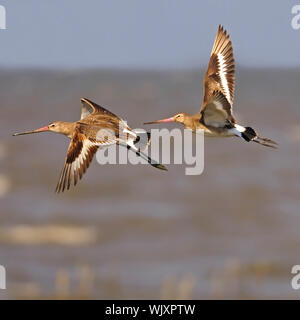 Fliegender Vogel, Ost Uferschnepfe (Limosa melanuroides), in Thailand aufgenommen Stockfoto