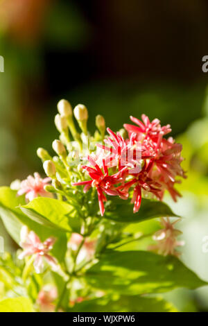 Nahaufnahme von ixora Blume Hintergrundbeleuchtung mit natürlichem Sonnenlicht Stockfoto