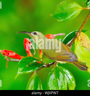 Schöne gelbe vogel, weiblich Black-throated Sunbird (Aethopyga saturata), stehend auf einem Zweig Stockfoto