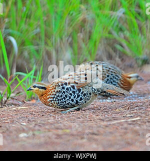 Schöner Vogel, paar Berg Bambus Partridge (Bambusicola Fytchii), weibliche vor männlich in diesem Bild steht Stockfoto