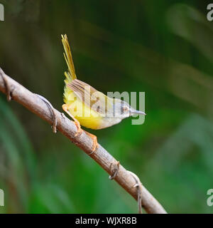 Schöne gelbe-bellied Prinia Vogel (Prinia flaviventris), stehend auf einem Zweig, Seitenansicht Stockfoto