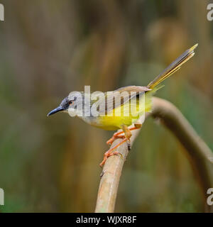 Bunte Yellow-bellied Prinia Vogel (Prinia flaviventris), stehend auf einem Zweig, Seitenansicht Stockfoto