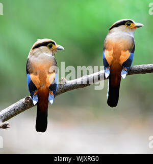 Eltern von Silber-breasted Broadbill (Serilophus lunatus), männlich und weiblich in der Fütterung Saison zurück Profil, mit dem grünen Hintergrund Stockfoto