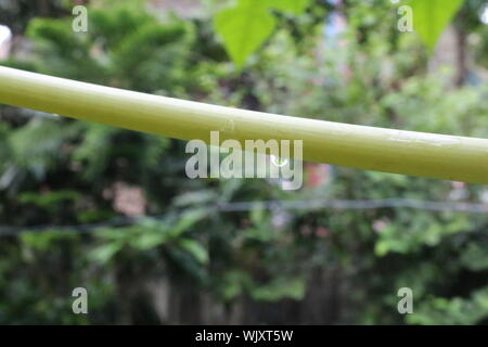 Wassertropfen oder Regen Tropfen auf einem einzigen Zweig der Papaya Blatt Stockfoto