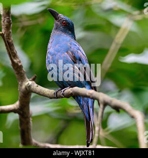 Blue Bird, eine weibliche Asiatische Fairy Bluebird (Irena puella), seitliche Profil Stockfoto