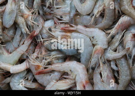Gruppe von rohen Garnelen auf dem Markt für Verkaufen Stockfoto