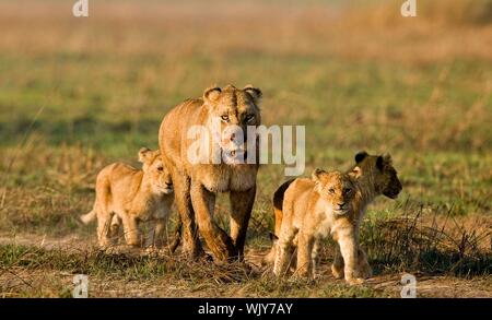 Löwin mit drei Jungen. Die löwin nach Jagd führt Jungen zu prey. Stockfoto