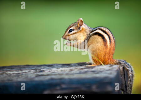 Wilde Eichhörnchen sitzend auf Baumstamm Essen Erdnuss Stockfoto