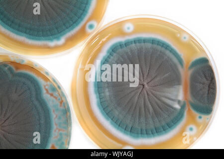 Penicillium-Pilzen auf Nährbodenplatte auf weißem Hintergrund Stockfoto