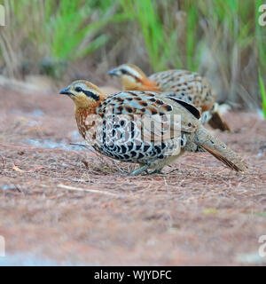 Bunter Vogel, paar Berg Bambus Partridge (Bambusicola Fytchii), weibliche vor männlich in diesem Bild steht Stockfoto