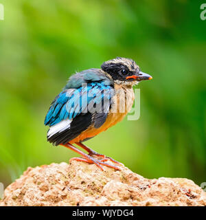 Bunter Pitta Vogel, juvenile Blue-winged Pitta (Pitta Moluccensis), Seitenansicht, am Boden stehend Stockfoto